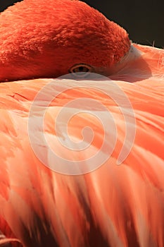 Pink coloured cuban flamingo close-up