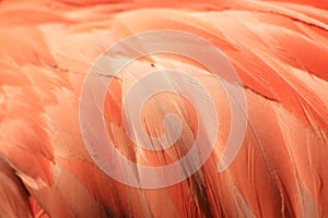 Pink coloured cuban flamingo feathers