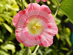 Pink coloured flower with green pollens in center and green bokeh background.