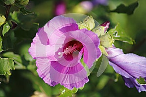 Pink coloured, hibiscus blossom in detail in hibiscus shrub