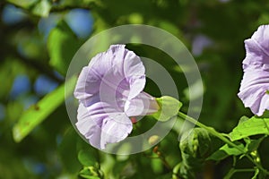 Pink coloured hoist Convolvulus blossom with blurred background