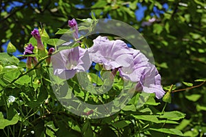Pink coloured hoist Convolvulus blossom with blurred background