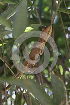 A pink coloured Panther Chameleon (Furcifer pardalis)