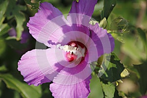 Pink coloured, pink hibiscus blossom in detail in hibiscus shrub