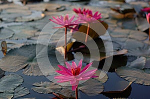 Pink colourLotuses in lakes - Cambodia