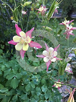 Pink Columbine Blossums