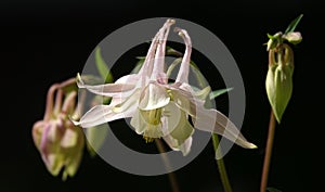 Pink Columbine Flower