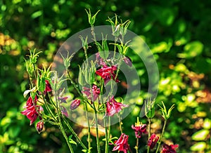 Pink columbine flower Aquilegia, granny\'s bonnet, columbine on flowerbed in spring