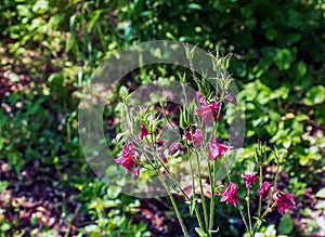 Pink columbine flower Aquilegia, granny\'s bonnet, columbine on flowerbed in spring photo