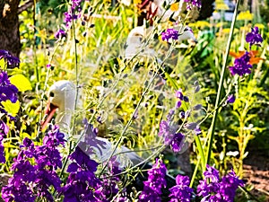 Pink columbine flower Aquilegia, granny\'s bonnet, columbine on flowerbed in spring photo