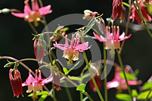 Pink Columbines