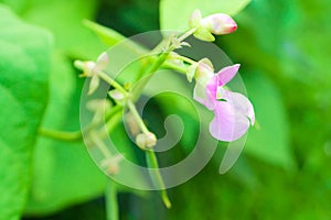 Pink common bean Phaseolus flower on a bush in the garden