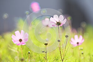 Pink common cosmos flowers