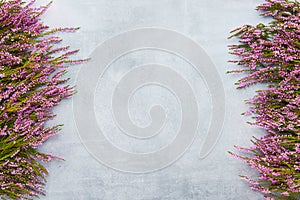Pink Common Heather flowers on gray background. Copy space, top view. Flat lay