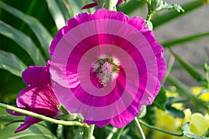Pink Common Hollyhock Flower