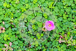 Pink Common Purslane flower