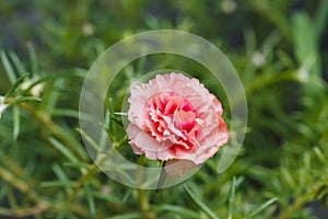 Pink common purslane or portulaca oleracea , verdolaga, red root photo