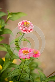 Pink Common Zinnia in Early Autumn