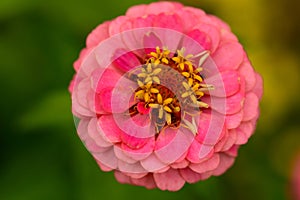 Pink Common Zinnia in Early Autumn
