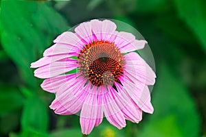 Pink cone flower closeup top view green background