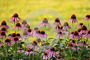 Pink cone flowers in the garden