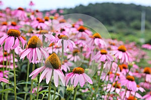 Pink Cone Flowers