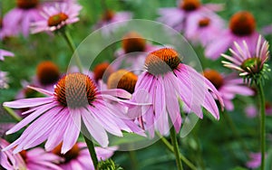 Pink Coneflower