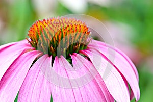 Pink Coneflower