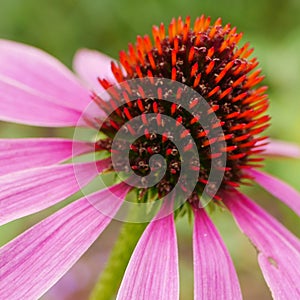 Pink Coneflower Closeup