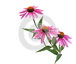 Pink coneflower echinacea bunch, isolated on white background