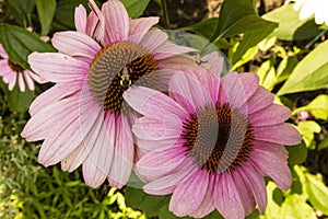 Pink Coneflower (Echinacea) Getting Pollinated