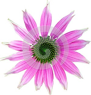 Pink coneflower