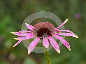 Pink Coneflower Side View