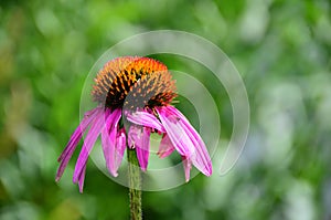 Pink coneflower single echinacea bloom