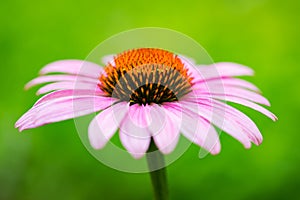 Pink coneflower & x28;echinacea& x29;