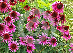 Pink Coneflowers