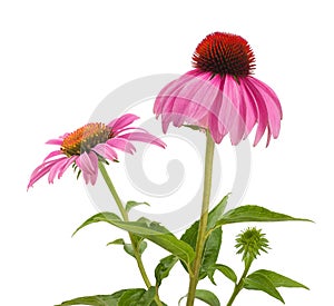 Pink coneflowers echinacea photo