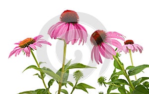 Pink coneflowers echinacea photo