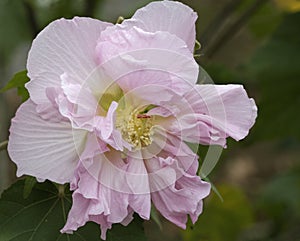 Pink Confederate Rose Mallow Hibiscus Blossom