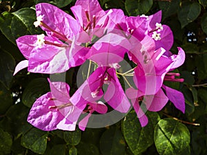 Pink confetti in the summer sunshine.