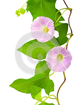 Pink convolvulus photo