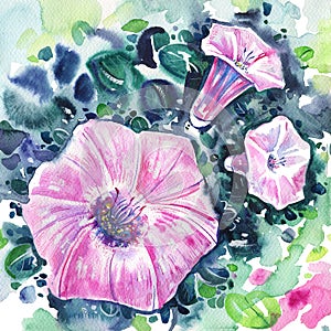 Pink convolvulus flowers on green background. Hand drawn watercolor