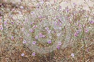 Pink convolvulus flowers. Summer background