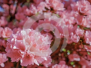 Pink Coral Bells Azaleas