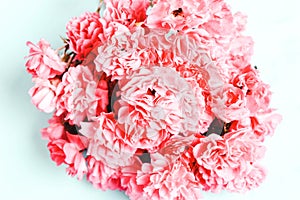 Pink, coral flower . Soft focus.floral background