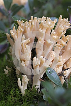 Pink Coral Fungus Ramaria formosa growing in moss