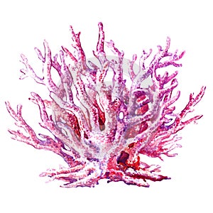 Pink coral isolated on white background