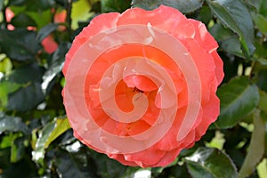 Pink coral rose flower close-up photo with blurred dark green background. Stock photo of gentle blooming plant