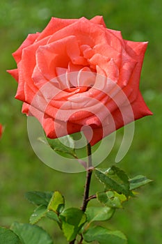 Pink coral rose flower close-up photo with blurred dark green background. Stock photo of gentle blooming plant