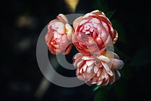 Pink coral roses flowers blossom awe nature outdoors garden black background